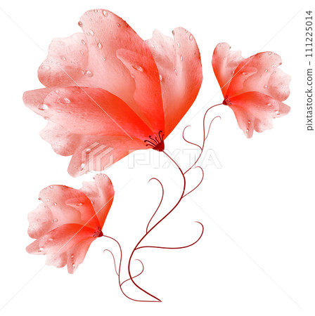 Red  flower  on white isolated background with clipping path. Closeup. For design. Nature. 111225014