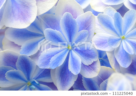 繡球花萬花筒 111225040