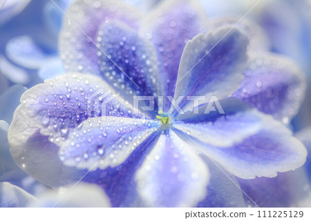 Hydrangea kaleidoscope Hydrangea kaleidoscope 111225129