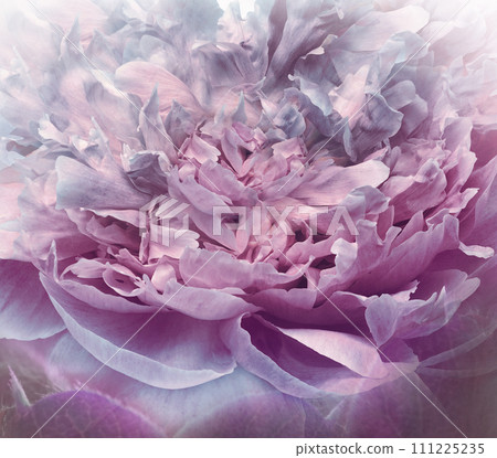 Purple  peony  flowers  and petals peonies   Floral background.  Close-up. Nature. 111225235