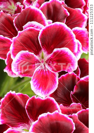 Curative red pelargonium in blossom 111225353