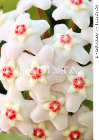 Interesting wax plant in blossom Interesting wax plant in blossom 111225358