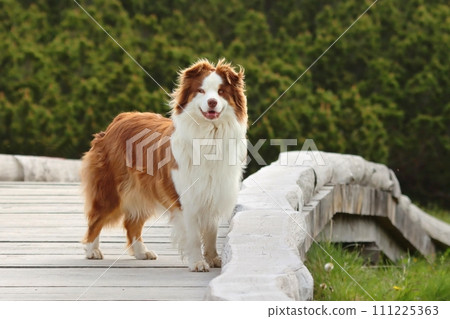 Cute Australian Shepherd on pedestrian bridge 111225363