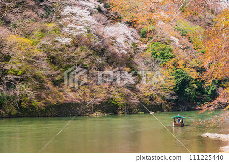 春天的京都嵐山櫻花景 春天的京都嵐山櫻花景 111225440