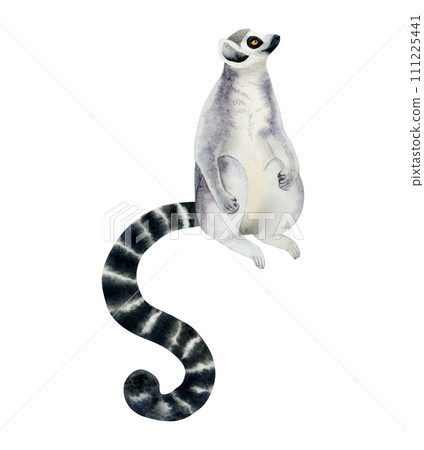 Madagascar ring-tailed lemur sitting and looking up watercolor illustration isolated on white background. Hand drawn cute tropical animal with long striped black and white tail Madagascar ring-tailed lemur sitting and looking up watercolor illustration isolated on white background. Hand drawn cute tropical animal with long striped black and white tail 111225441