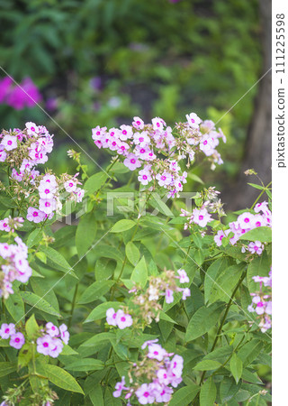 Blooming panicled phlox flowers in a summer garden Blooming panicled phlox flowers in a summer garden 111225598