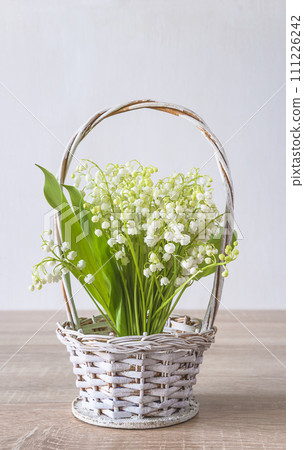 Happy May Day greeting card concept; Bouquet of lilies-of-the valley in a white basket on a wooden table and white background Happy May Day greeting card concept; Bouquet of lilies-of-the valley in a white basket on a wooden table and white background 111226242