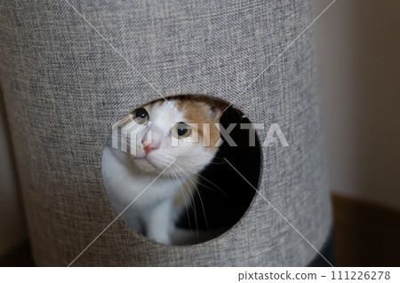 Cat entering the cat tower brown tabby white 111226278