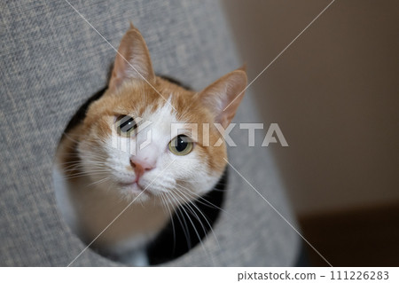 貓進入貓塔棕色虎斑白色 111226283