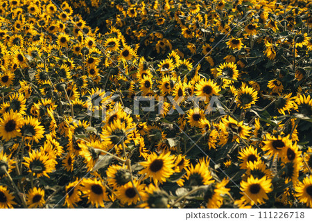 Sunflower field,A field of sunflowers on a sunny day Sunflower field,A field of sunflowers on a sunny day 111226718
