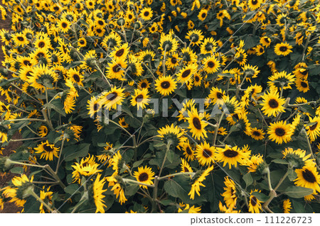 Sunflower field,A field of sunflowers on a sunny day 111226723