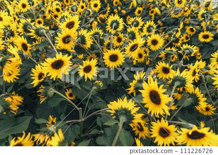 Sunflower field,A field of sunflowers on a sunny day 111226726