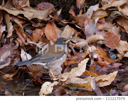 A white-bellied grass walking among the dead leaves 111227079