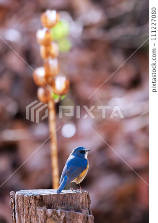 Red-flanked bluetail perching on a tree Red-flanked bluetail perching on a tree 111227080