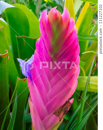 Purple flowers blooming from the pink flower spikes of the bromeliad 111227102