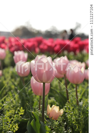 盛開在鬱金香田裡的粉紅色鬱金香 盛開在鬱金香田裡的粉紅色鬱金香 111227104