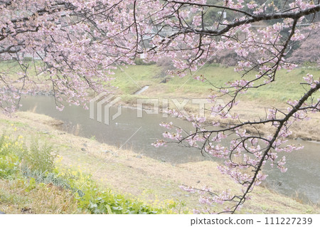 Kawazuzakura in Shimogamo Onsen Yunohana, Minamiizu Town, Shizuoka Prefecture 111227239