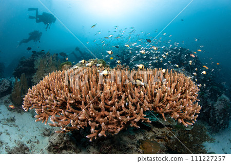 Staghorn coral with school of fish in Andaman Sea, Thailand Staghorn coral with school of fish in Andaman Sea, Thailand 111227257