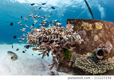 Staghorn coral growing on concrete mooring block 111227258