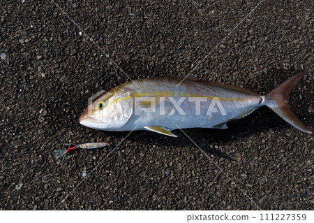 Embankment lure fishing result Amberjack 111227359