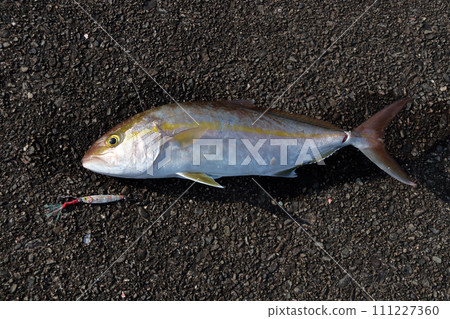 路亞誘餌釣魚結果 鰤魚 111227360