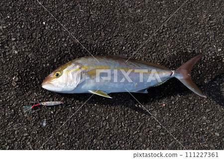 路亞誘餌釣魚結果 鰤魚 路亞誘餌釣魚結果 鰤魚 111227361