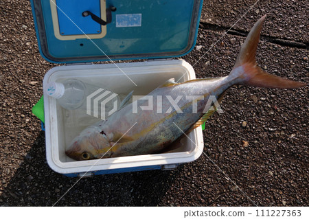 路亞誘餌釣魚結果 鰤魚 路亞誘餌釣魚結果 鰤魚 111227363