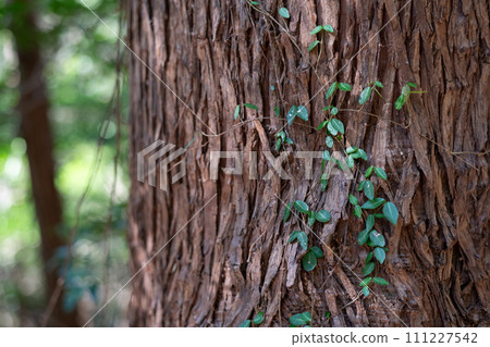 Cedars in the forest 111227542