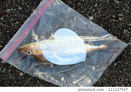 路亞誘餌釣魚結果 鰤魚 111227547