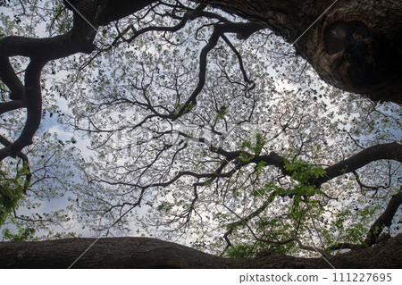 Look up under the large trees that spread out their branches. Look up under the large trees that spread out their branches. 111227695