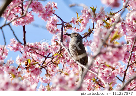 Bulbul sniffing cherry blossoms Bulbul sniffing cherry blossoms 111227877