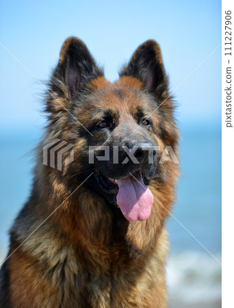 german shepherd in nature 111227906