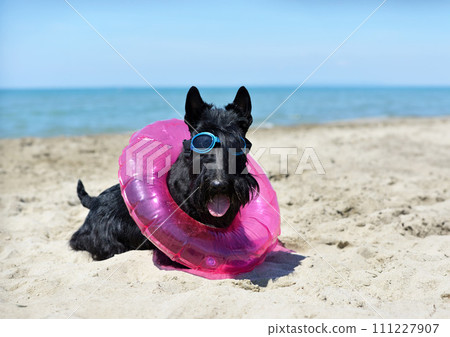 scottish terrier on the beach 111227907