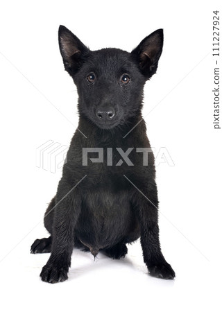 young Schipperke in studio young Schipperke in studio 111227924