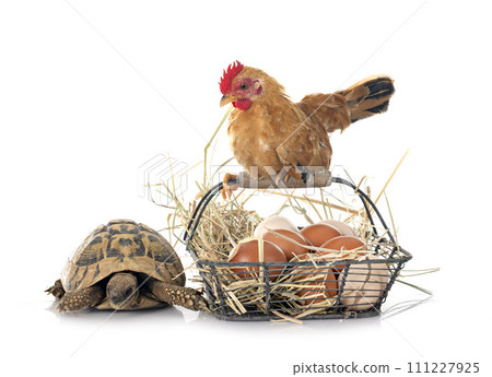 chicken and turtle chicken and turtle 111227925