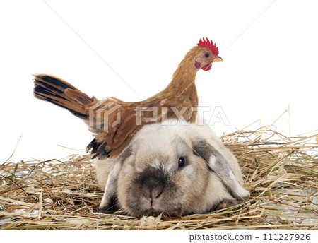 rabbit and chicken rabbit and chicken 111227926