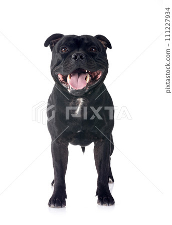 staffordshire bull terrier staffordshire bull terrier 111227934
