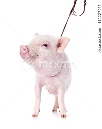 miniature pig in studio 111227935