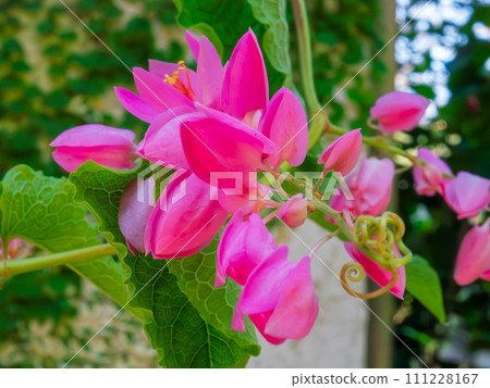Asahikazura, also known as the ``chain of love,'' has cute heart-shaped pink flowers that hang down. Asahikazura, also known as the ``chain of love,'' has cute heart-shaped pink flowers that hang down. 111228167