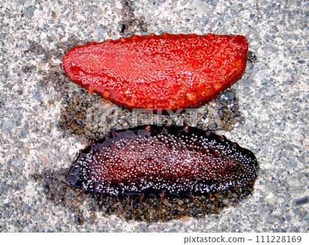 When I was fishing on the breakwater, I caught a sea cucumber, so I turned it over and took a photo from the ventral side. When I was fishing on the breakwater, I caught a sea cucumber, so I turned it over and took a photo from the ventral side. 111228169