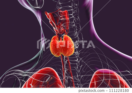 A thyroid gland anatomy, 3D illustration 111228180