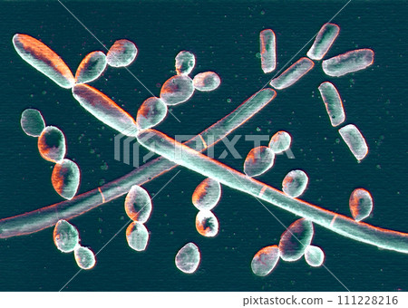 Microscopic fungi Trichosporon, 3D illustration 111228216