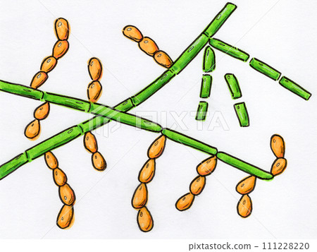 Microscopic fungi Trichosporon, hand-drawn illustration 111228220