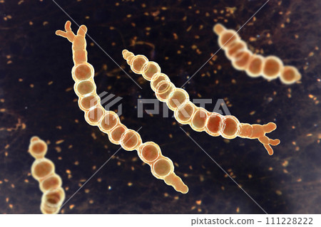 Trichophyton verrucosum fungi, 3D illustration 111228222