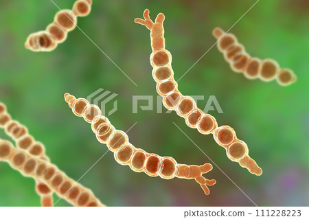 Trichophyton verrucosum fungi, 3D illustration 111228223