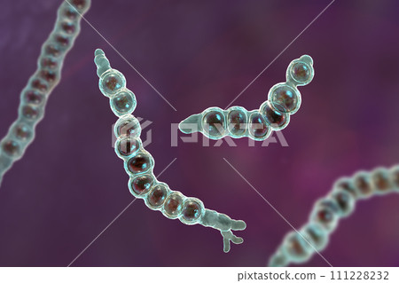 Trichophyton verrucosum fungi, 3D illustration Trichophyton verrucosum fungi, 3D illustration 111228232