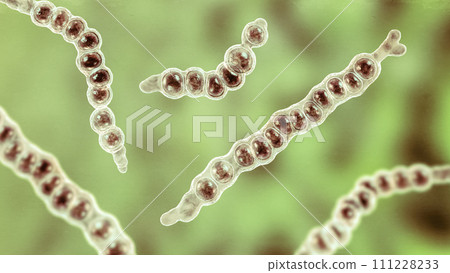Trichophyton verrucosum fungi, 3D illustration Trichophyton verrucosum fungi, 3D illustration 111228233