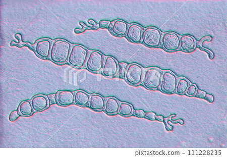 Trichophyton verrucosum fungi, 3D illustration Trichophyton verrucosum fungi, 3D illustration 111228235