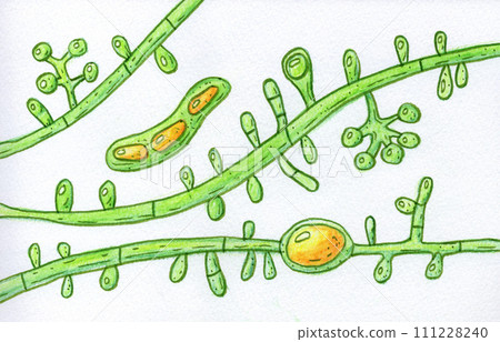 Fungus Trichophyton tonsurans, hand-drawn illustration 111228240