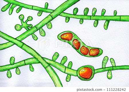 Fungus Trichophyton tonsurans, hand-drawn illustration Fungus Trichophyton tonsurans, hand-drawn illustration 111228242